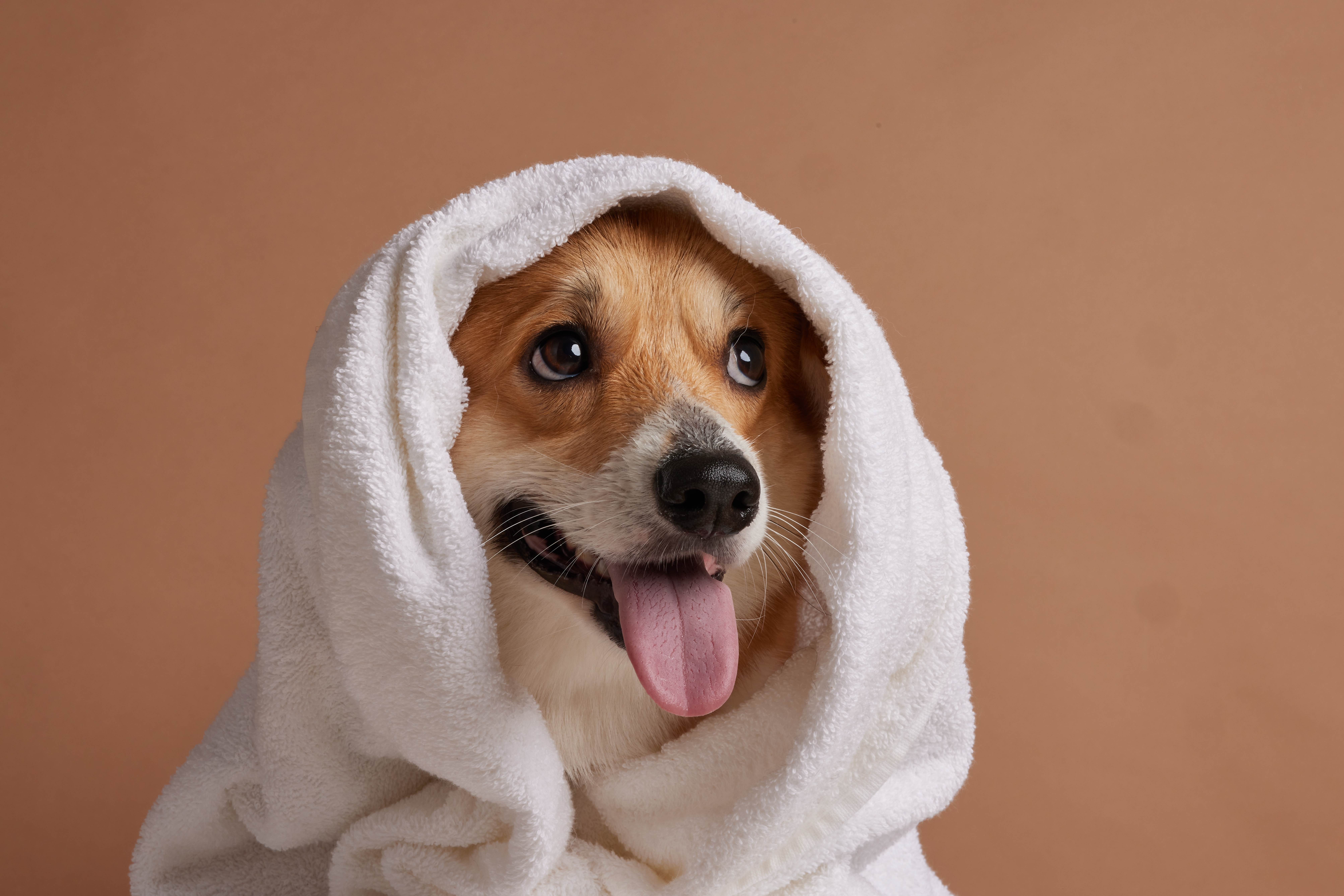 shutterstock_2716888063.jpg